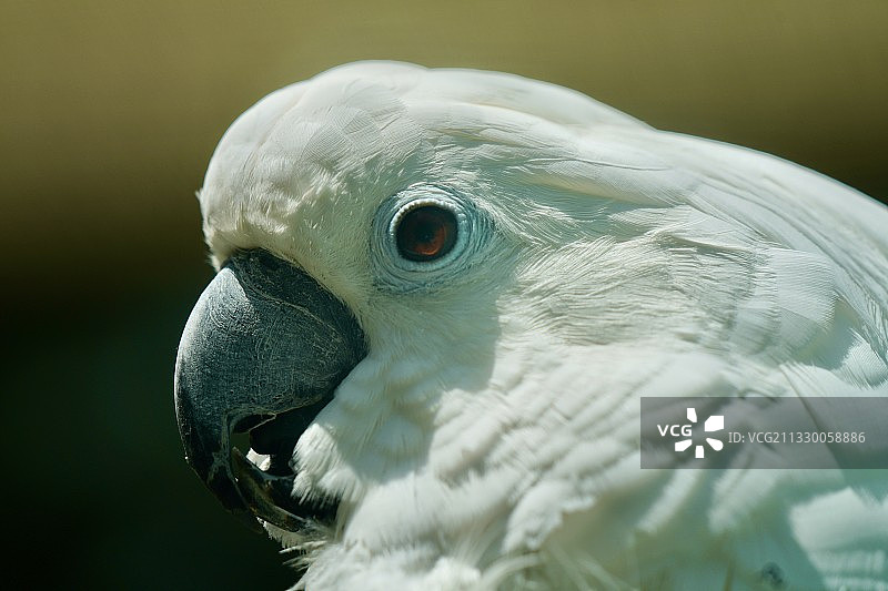 白色鹦鹉头部特写图片素材