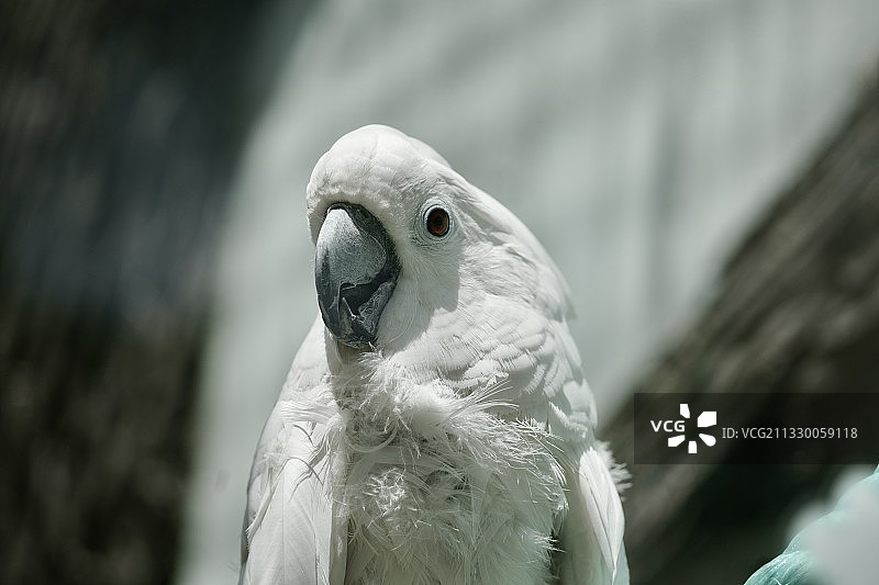 白色鹦鹉头部特写前部图片素材