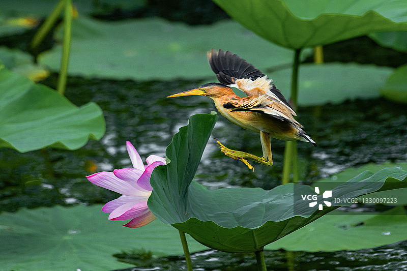 飞舞的荷塘精灵图片素材