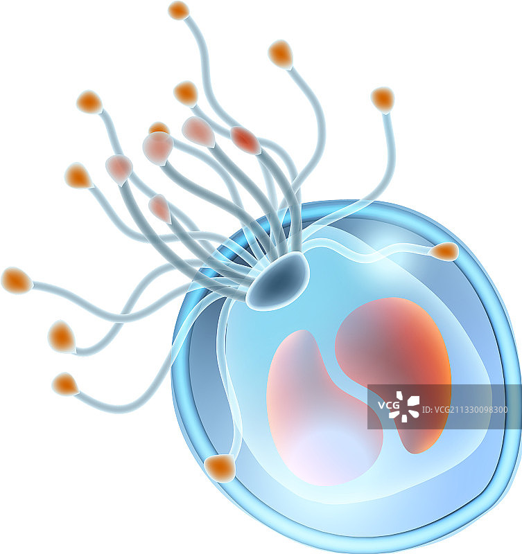 逼真的浮游生物图标图片素材