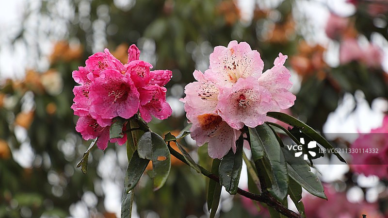 双色双骄图片素材