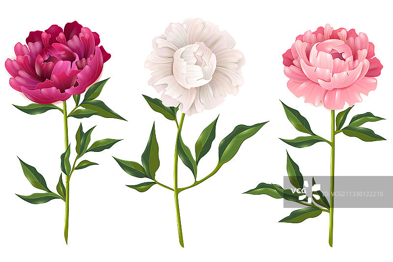 逼真牡丹花素材图片素材