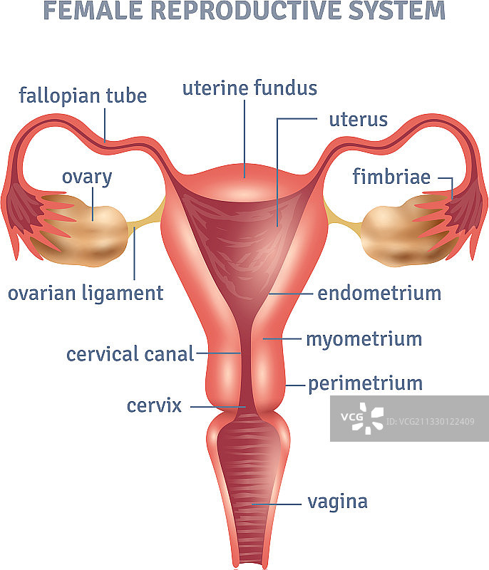 子宫海报图片素材