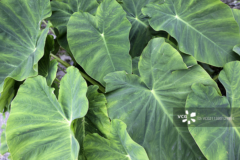 意大利皮埃蒙特帕兰扎的绿叶特写图片素材