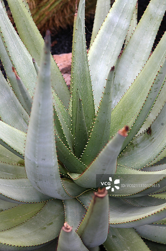 多肉植物特写，西班牙加那利群岛兰萨罗特岛图片素材