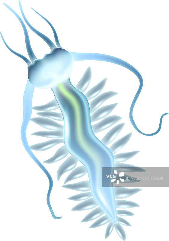 逼真的浮游生物图片素材