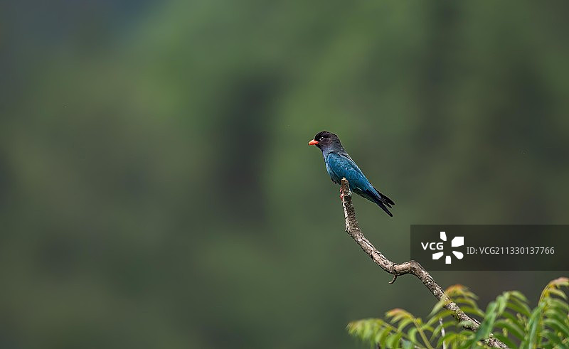 孤独的守望 求偶期间的三宝鸟，孤独的等待着配偶图片素材