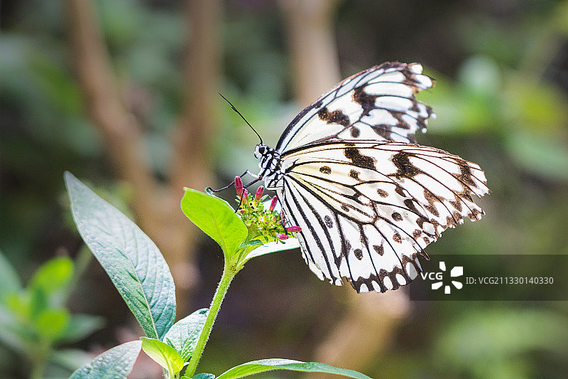 厦门市东坪山蝴蝶谷斑蝶科蝴蝶图片素材