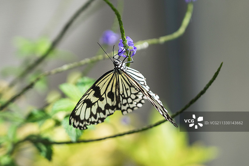 厦门市东坪山蝴蝶谷斑蝶科蝴蝶图片素材