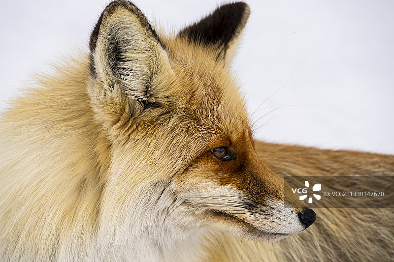 侧颜/side face图片素材