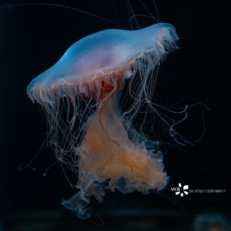 水族馆里的水母图片素材