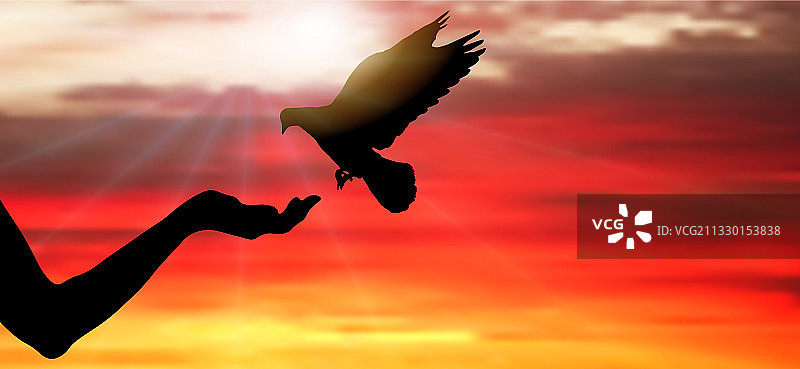 飞在女人手上的鸽子剪影图片素材