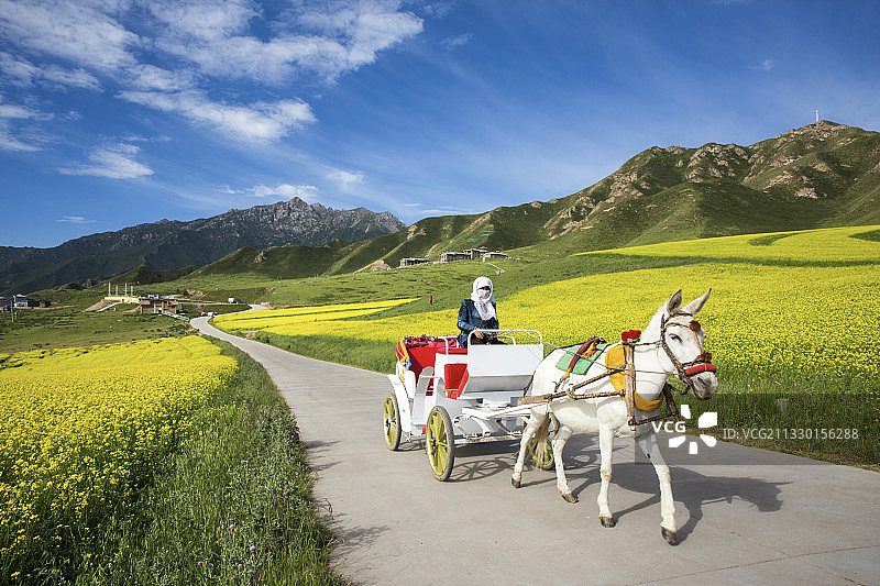 马车在西北甘肃扁都口油菜花田行走图片素材