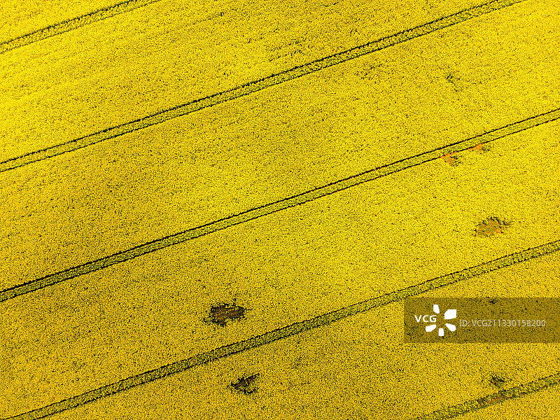 盛开的油菜花田图片素材