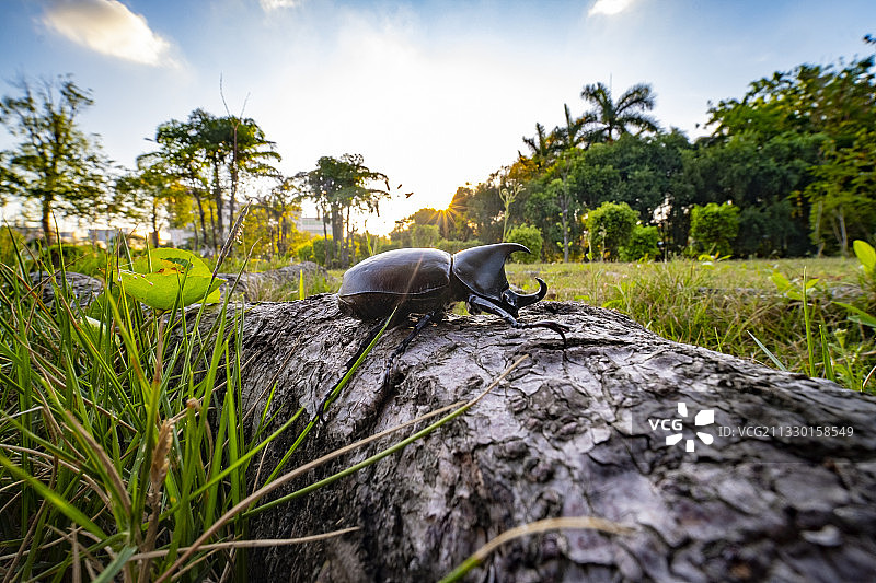 独角仙图片素材