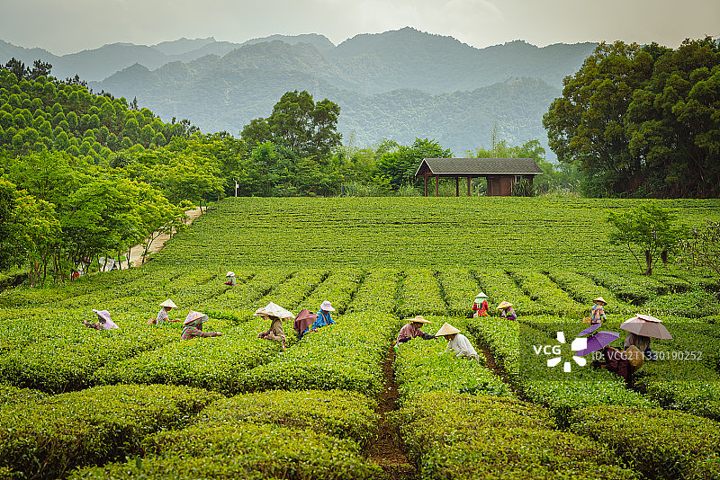 南宁大明山万古茶园图片素材