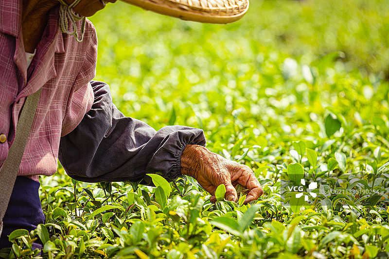 茶园里采茶工在采摘茶叶图片素材