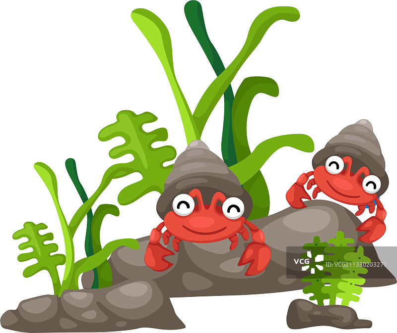 白色背景下的寄居蟹图片素材