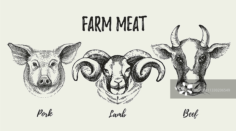 手绘农场动物头像图片素材