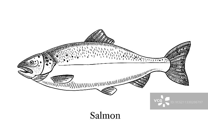 手绘黑白鲑鱼图片素材