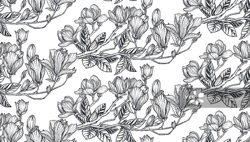木兰花卉无缝图案图片素材
