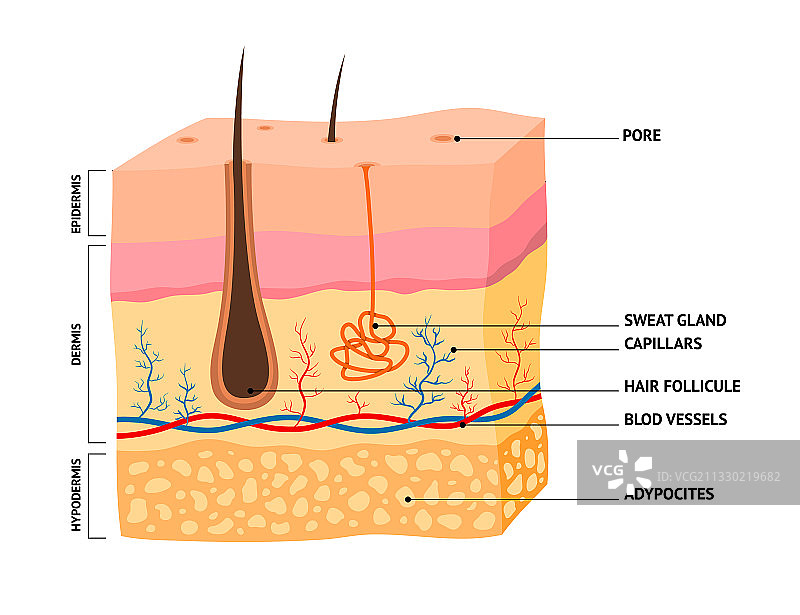 卡通彩色人体皮肤分层概念模板图片素材