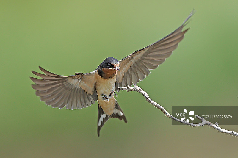雏燕初长成图片素材