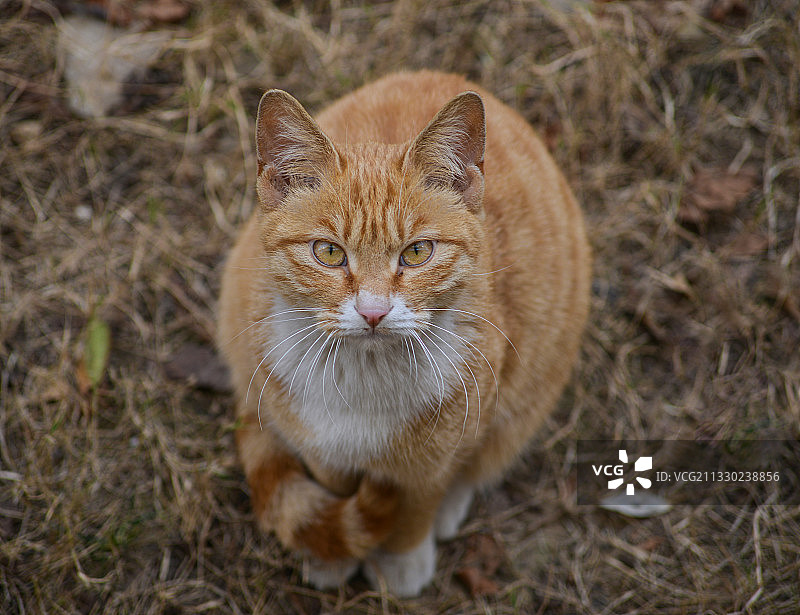流浪猫图片素材
