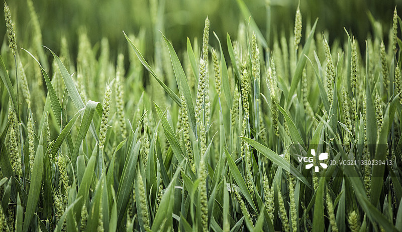 小麦扬花图片素材