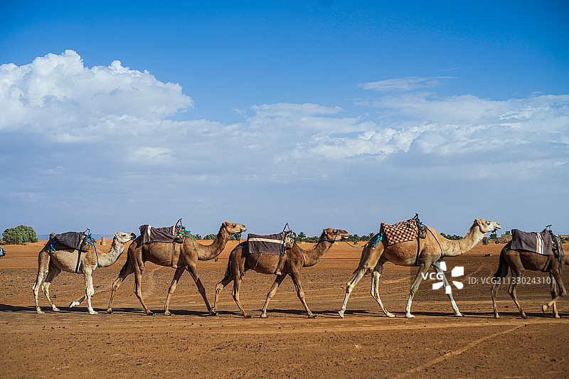 撒哈拉沙漠骆驼图片素材
