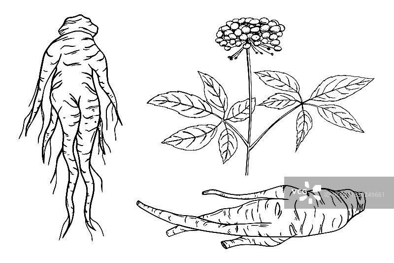 红色高丽或中国的人参根图标图片素材