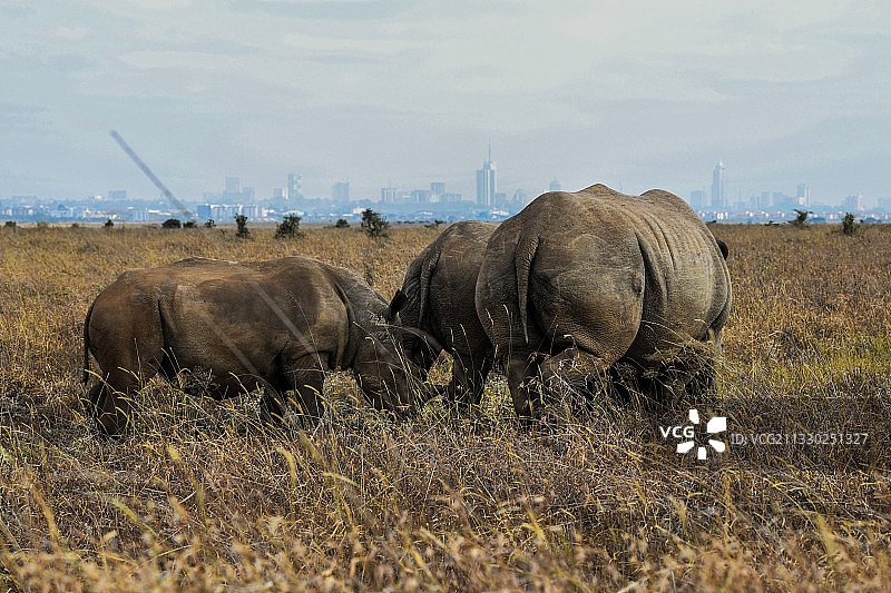 内罗毕国家公园的犀牛家族图片素材