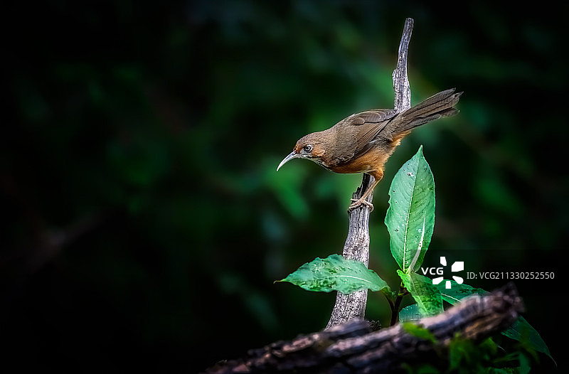 斑胸钩嘴鹛图片素材