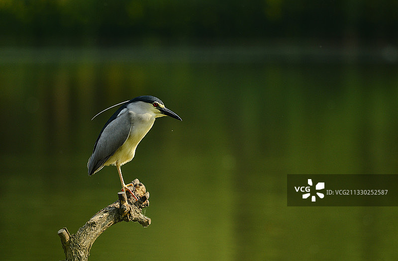 晨曦夜鹭图片素材