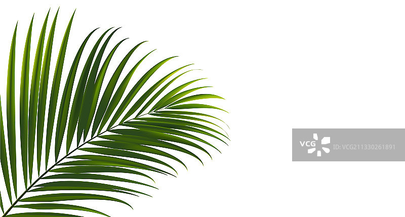 白色背景上的椰子叶（带剪切）图片素材