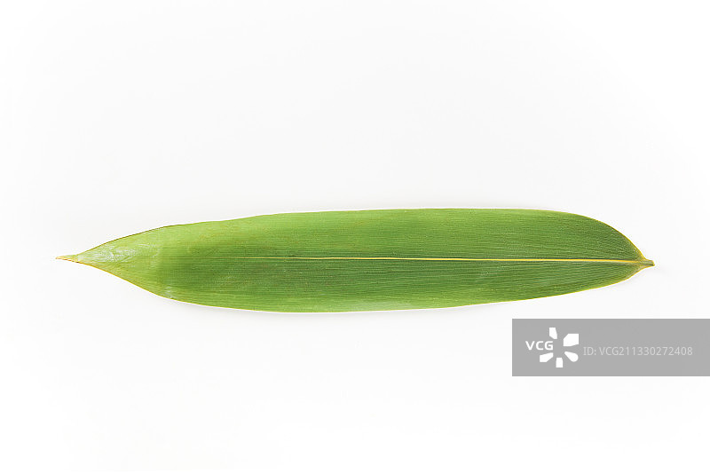白色背景上的新鲜粽叶图片素材