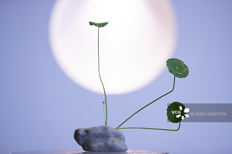 铜钱草图片素材