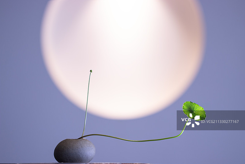 金钱草图片素材