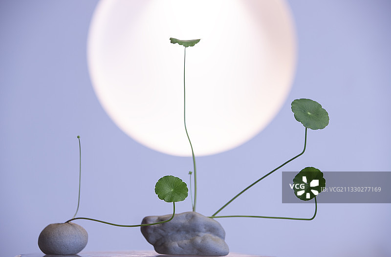 铜钱草1图片素材