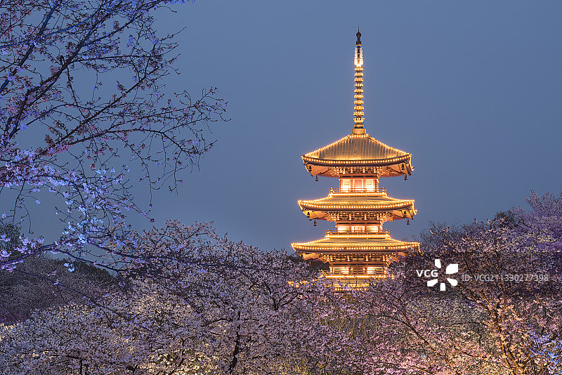 中国湖北武汉东湖磨山樱园图片素材