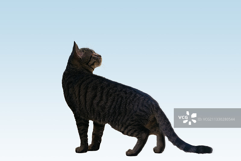 一只扭着头看天空的黑猫图片素材