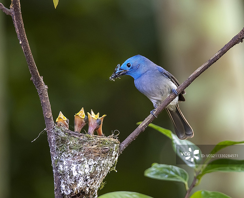 又到拍鸟季图片素材