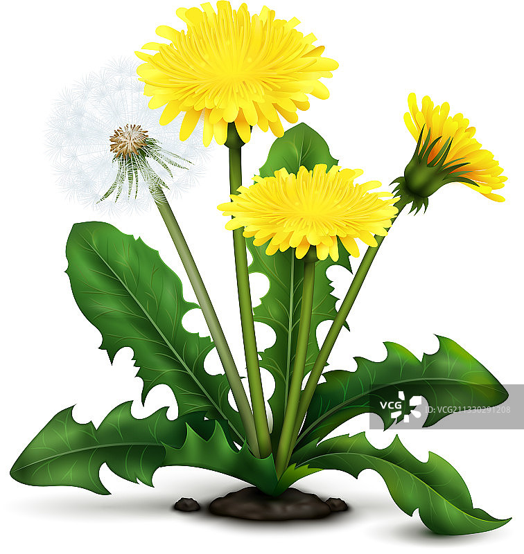 逼真的蒲公英图片素材