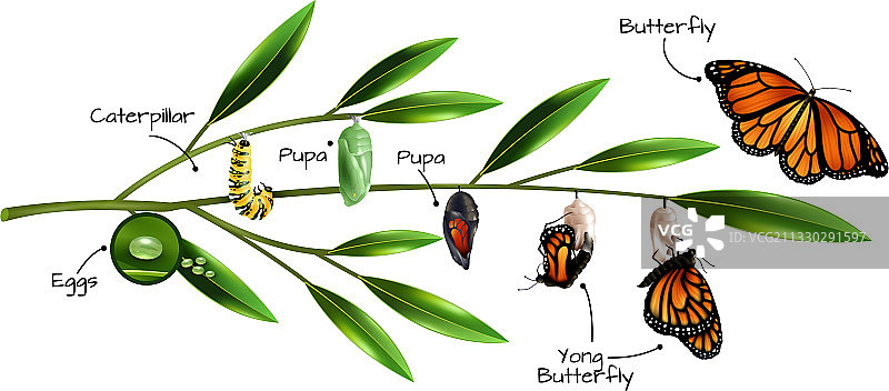蝴蝶变态组合图片素材