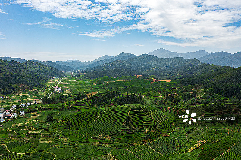 武夷山星村茶园图片素材