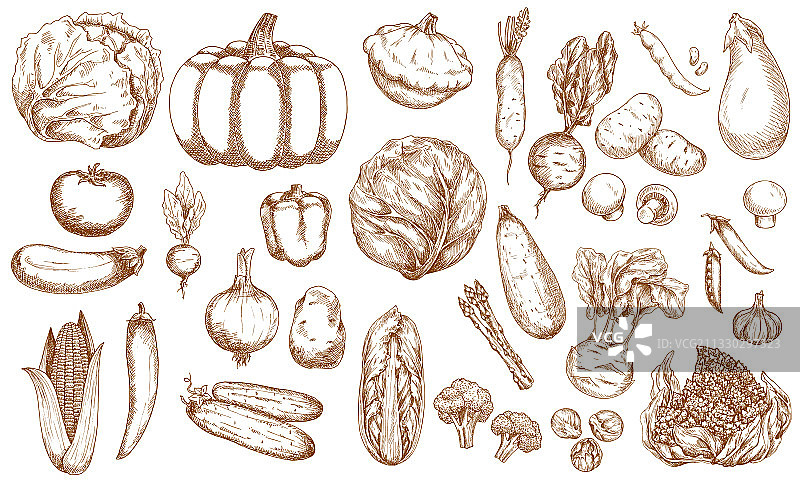 农场蔬菜素描合集图片素材
