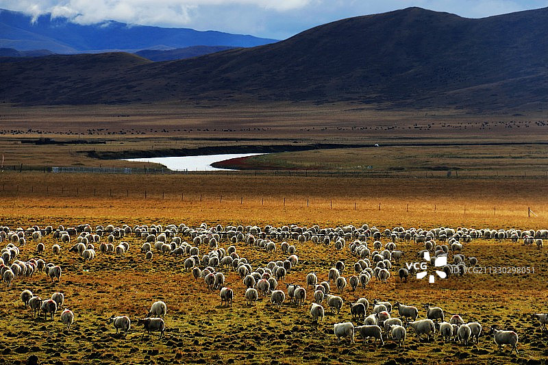 高原上的羊群图片素材