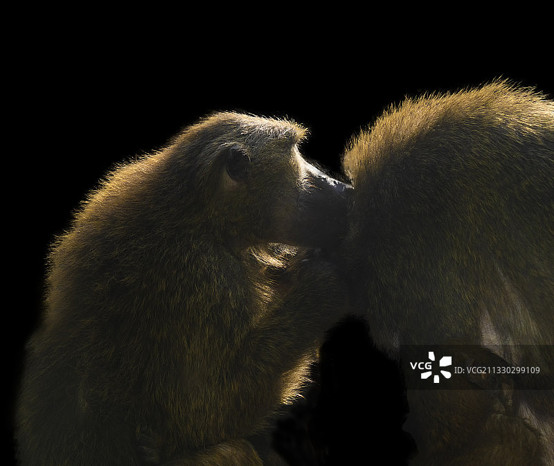 灵长类动物狒狒的亲情故事图片素材