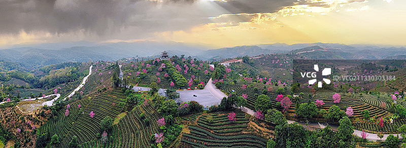 茶博园樱花图片素材