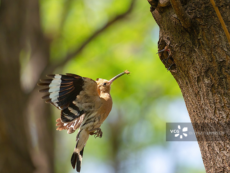 戴胜育雏图片素材
